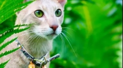 Oriental cat (photo): vzhodna lepota v vašem domu